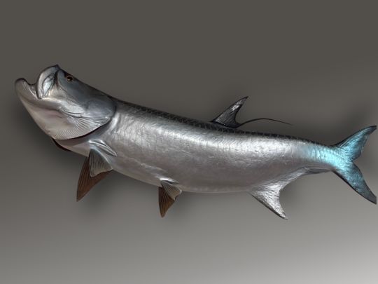 1985-Moto-Guzzi-cycle-2